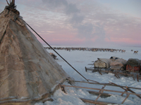 Tundra and reindeer in background